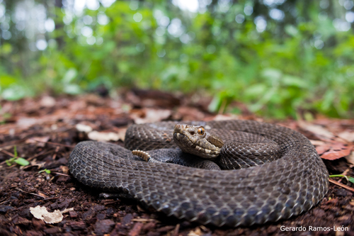 Campbell's Rattlesnake
