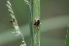 Poaceae