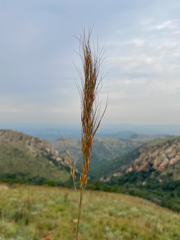 Poaceae