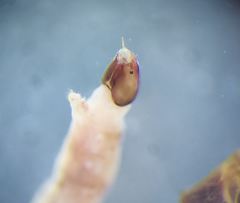 Apsectrotanypus trifascipennis