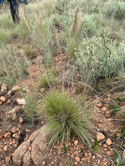 Poaceae