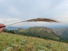 Poaceae
