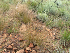 Poaceae