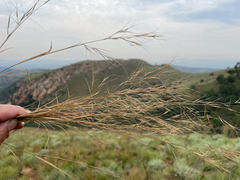 Poaceae