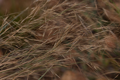 Poaceae