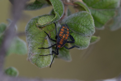 Petascelis remipes