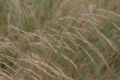 Poaceae