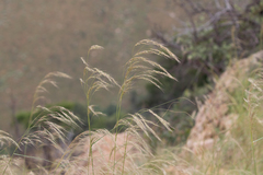 Poaceae