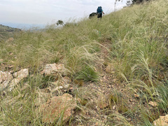 Poaceae