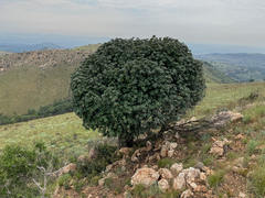 Englerophytum magalismontanum