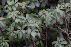 Englerophytum magalismontanum