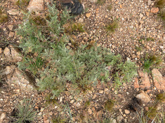 Indigofera oxytropis