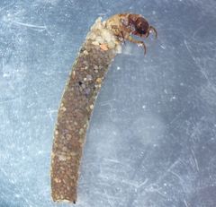 Limnephilus extricatus