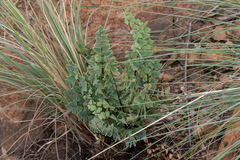 Pellaea calomelanos
