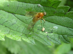 Chrysopilus laetus