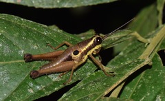 Ommatolampis perspicillata