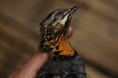 Arborophila rufogularis