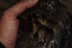 Arborophila rufogularis