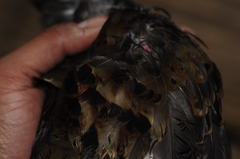 Arborophila rufogularis