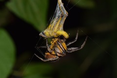 Ommatolampis perspicillata