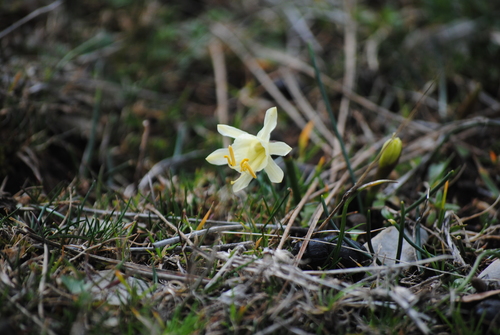 Narcissus hedraeanthus, photograph 2