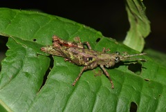 Bryophilacris cryptica