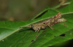 Bryophilacris cryptica