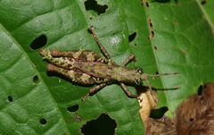 Bryophilacris cryptica