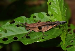 Xiphiola cyanoptera