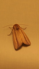 Leucania stenographa