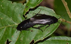 Ischnoptera