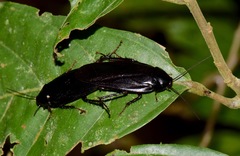 Ischnoptera