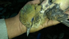 Hydrornis nipalensis