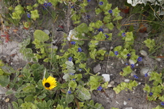 Lysimachia arvensis caerulea