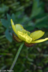 Ranunculus nivalis