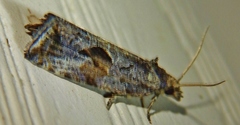 Endothenia nubilana