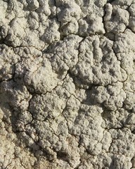 Lecanora sulphurea