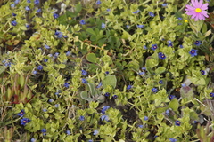 Lysimachia arvensis caerulea