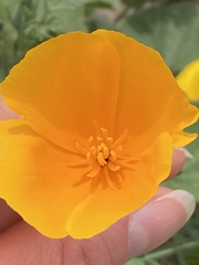 Eschscholzia californica mexicana