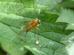 Chrysopilus laetus