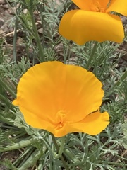 Eschscholzia californica mexicana