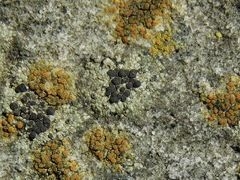 Rhizocarpon concentricum