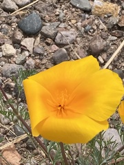 Eschscholzia californica mexicana