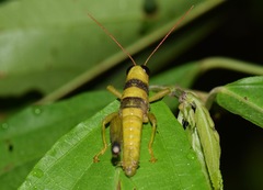 Pareusychius defurcus