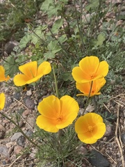 Eschscholzia californica mexicana