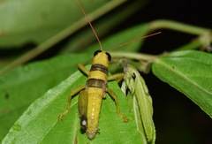 Pareusychius defurcus