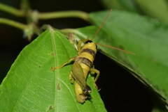 Pareusychius defurcus