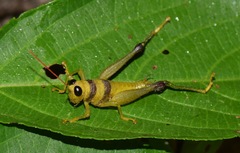 Pareusychius defurcus