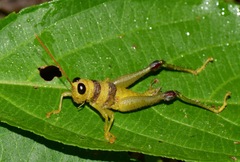 Pareusychius defurcus