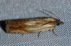 Eucosma radiatana